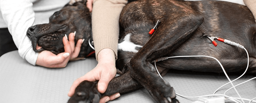 The Ultimate Combo for Safer, Stress-Free Veterinary Recovery