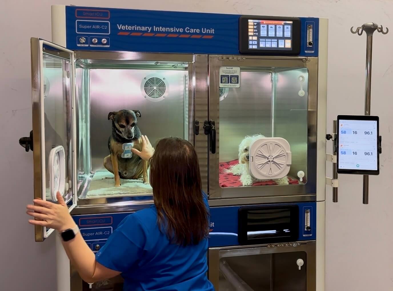 The Ultimate Combo for Safer, Stress-Free Veterinary Recovery