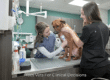 Why Wireless Veterinary Monitoring Will Change the Way You Track Patient Vitals