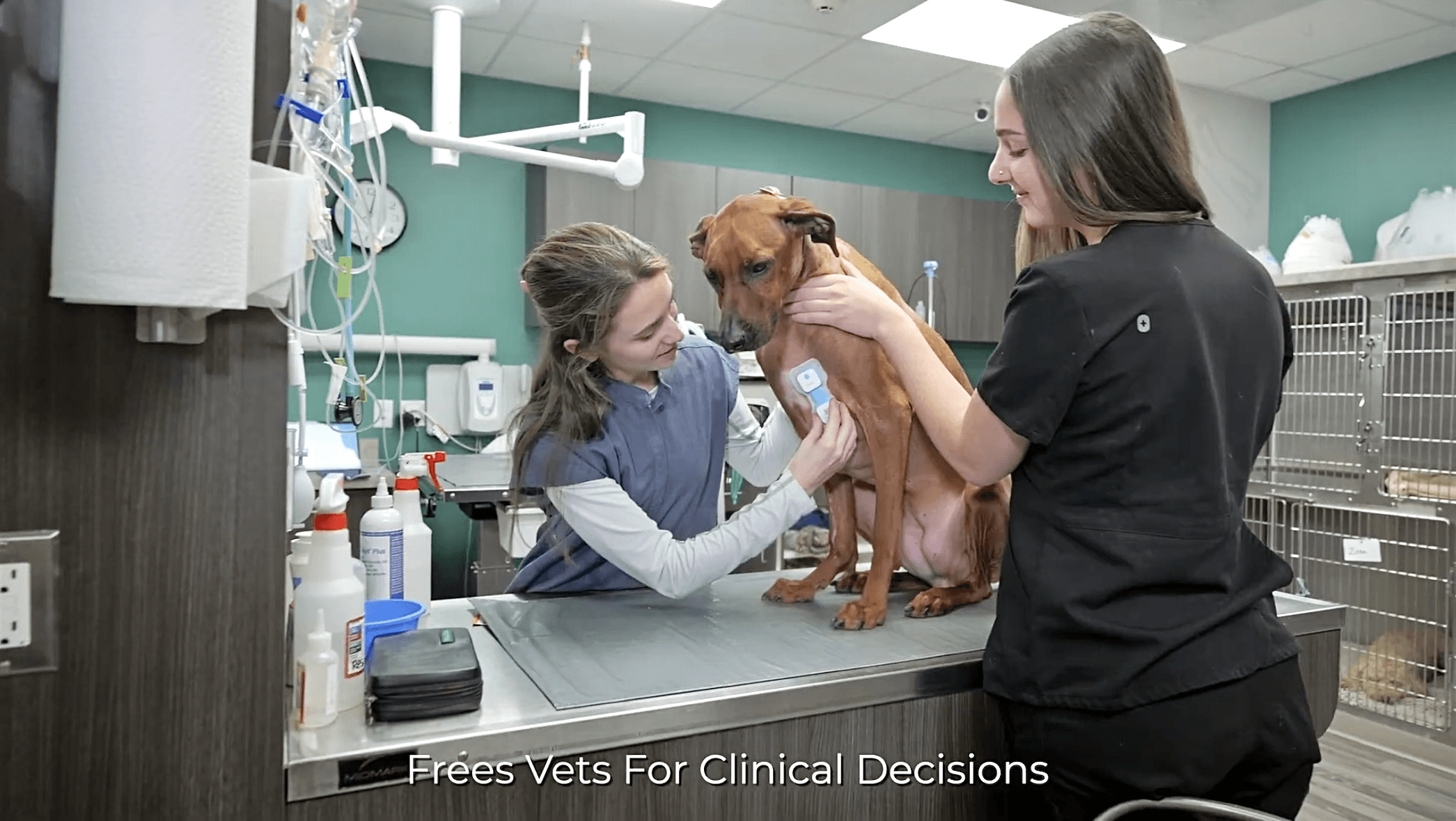 Why Wireless Veterinary Monitoring Will Change the Way You Track Patient Vitals