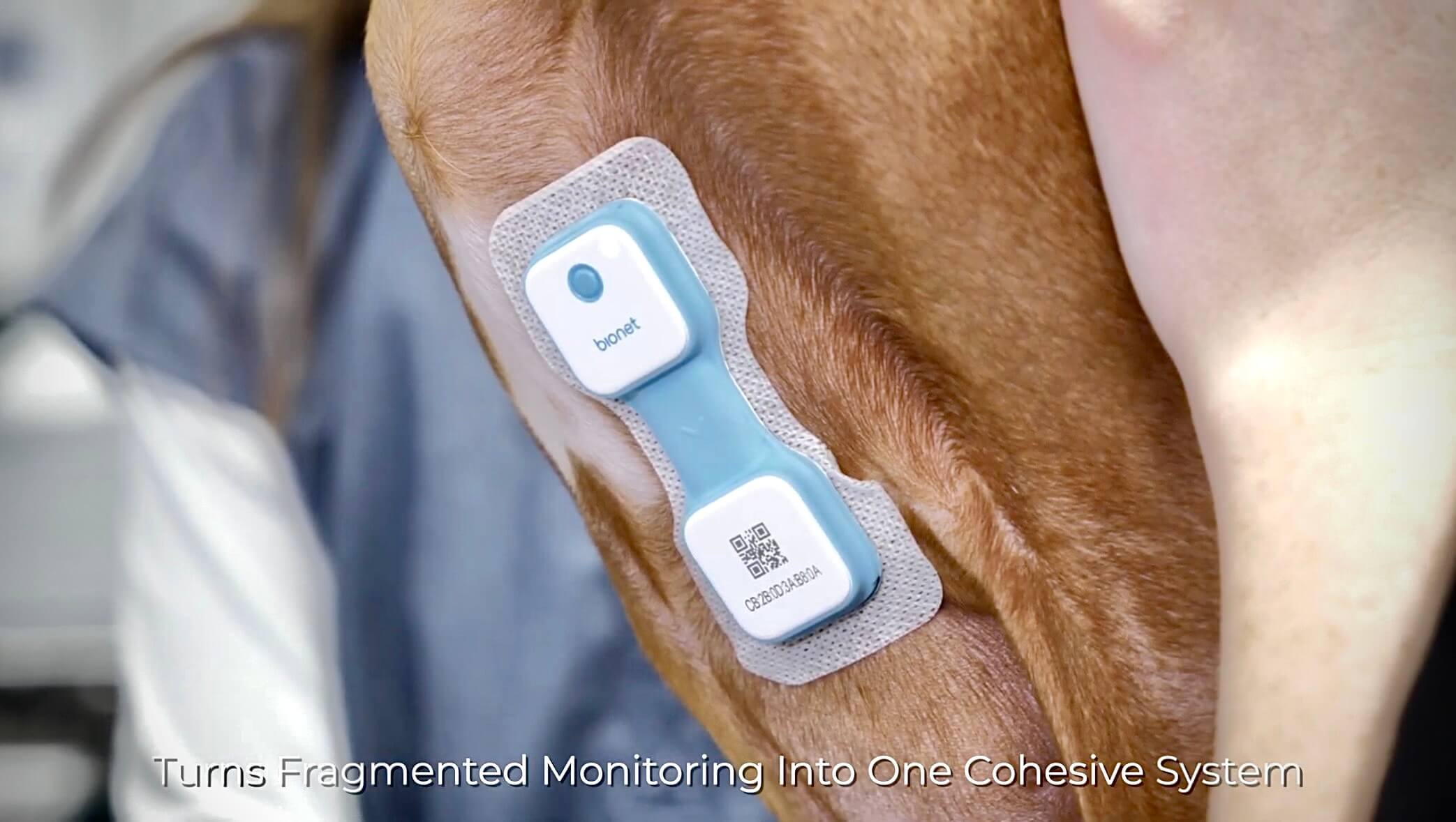 Why Wireless Veterinary Monitoring Will Change the Way You Track Patient Vitals